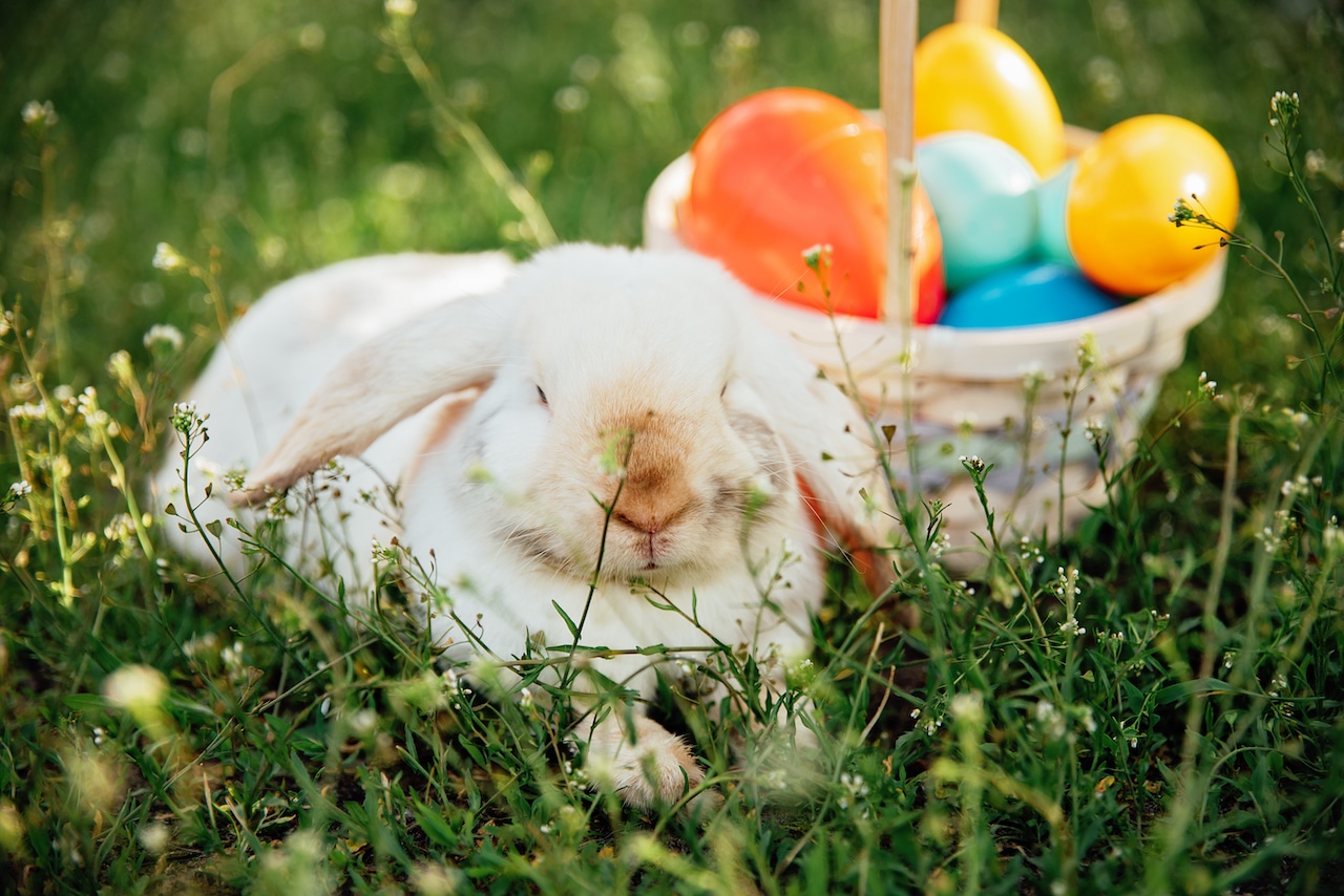 Ostern in Kindergarten und Kita - Der Osterhase sitzt liegt mit seinem Korb voller Osterier auf einer Blumenwiese